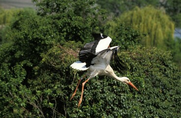 White Stork, ciconia ciconia, Adult in Flight