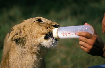 African Lion, panthera leo, Man feeding Cub