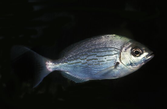 Grey Sea Bream, cantharus griseus, Adult against Black Background