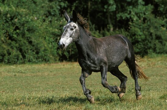 Mule, Crossbreed of a Male Donkey and a Female Horse