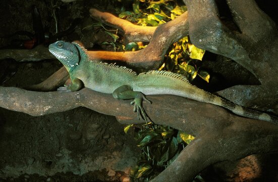 Chinese Water Dragon, physignathus cocincinus, Adult standing on Branch