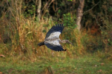 Plumbeous Ibis, theristicus caerulescens, Adult in Flight, Pantanal in Brazil