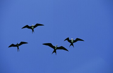 Magnificent Frigatebird, fregata magnificens, Group of Females in Flight, Mexico