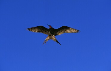 Magnificent Frigatebird, fregata magnificens, Male in Flight, Mexico