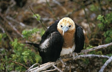 Magnificent Frigatebird, fregata magnificens, Immature standing on Branch, Mexico