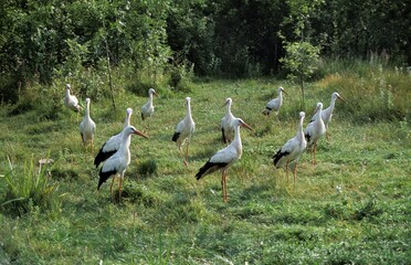 White Stork, ciconia ciconia, Group of Adults standing on Grass