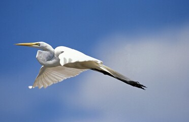 Great White Egret, casmerodius albus, Adult in Flight, Everglades Park in Florida