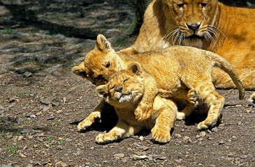Obraz na płótnie Canvas African Lion, panthera leo, Female with Cub
