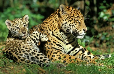 Naklejka na ściany i meble Jaguar, panthera onca, Female with Cub