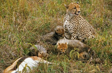 Cheetah, acinonyx jubatus, Female with Cub with a Thomson's Gazelle Kill, Masai Mara Park in Kenya