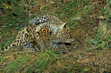 Jaguar, panthera onca, Cub playing