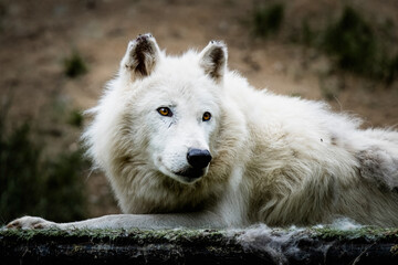 Obraz premium Portrait d'un magnifique loup arctique ou loup blanc