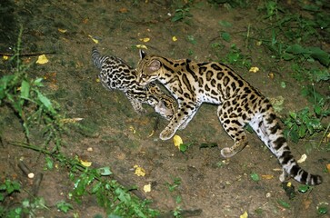 Margay Cat, leopardus wiedi, Female with Cub