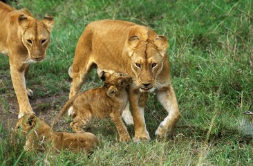 Fototapeta na wymiar African Lion, panthera leo, Female with Cub