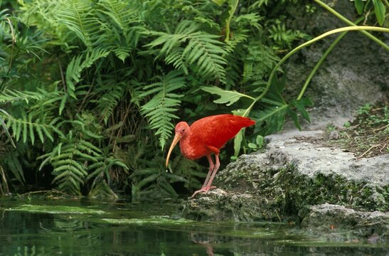Scarlet Ibis, eudocimus ruber, Adult standing near Water
