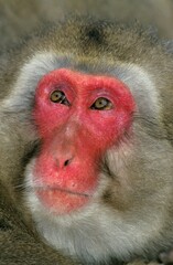 Japanese Macaque, macaca fuscata, Portrait of Adult, Hokkaido Island in Japan