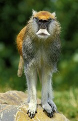 Obraz premium Patas Monkey, erythrocebus patas, Male standing on Rock
