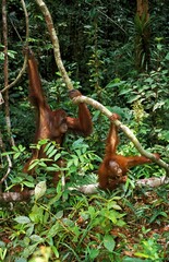 Orang Utan, pongo pygmaeus, Female with Young Hanging from Branch