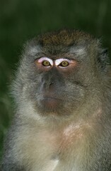 Long Tailed Macaque, macaca fascicularis, Portrait of Adult