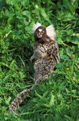 Common Marmoset, callithrix jacchus, Adult standing on Grass