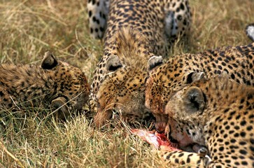 Cheetah, acinonyx jubatus, Female with Young eating a Thomson's Gazelle Kill, Masai Mara Park in Kenya