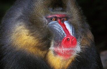 Mandrill, mandrillus sphinx, Portrait of Male