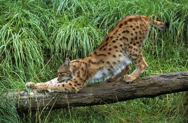 European Lynx, felis lynx, Adult Clawing Branch