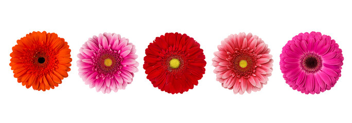 Different gerberas isolated on white background