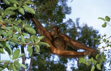 Obraz premium Orang Utan, pongo pygmaeus, Young Hanging from Branch