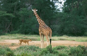 Reticulated Giraffe, giraffa camelopardalis reticulata, with a Lion, panthera leo, Samburu Park in Kenya