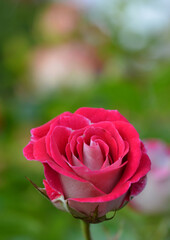 Rose rouge
