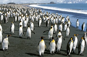 King Penguin, aptenodytes patagonica, Colony standing on Beach, Salisbury Plain in South Georgia
