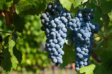 pair of bunches of ripe red grapes