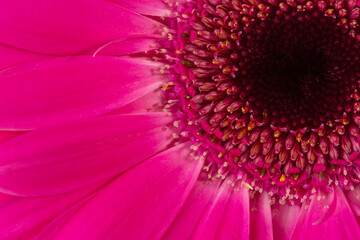 Gerbera flower close-up, macro of the center of the flower as background texture