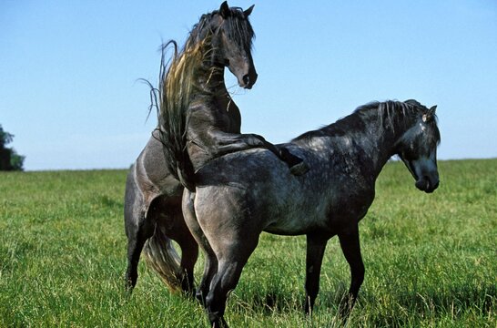 Lusitano Horse, Pair Mating in Meadow