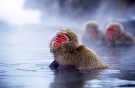 Japanese Macaque, macaca fuscata, Adults soaking in Hot Spring, Hokkaido Island in Japan