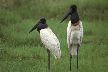 Jabiru Stork, jabiru mycteria, Adults standing on Grass, Pantanal in Brazil