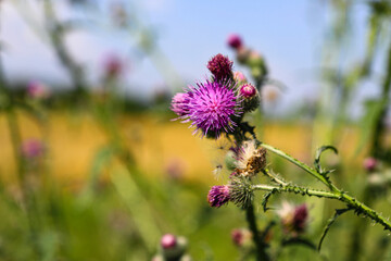 Thistle Banner of thistle buds and flowers on a field in summer. The flowers of thrush, a medicinal plant, are used in medicine