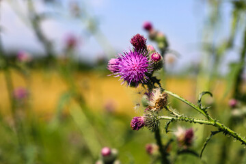 Thistle Banner of thistle buds and flowers on a field in summer. The flowers of thrush, a medicinal...