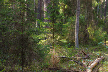 Pine forest summer day magical view, orton effect