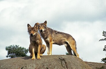 European Wolf, canis lupus, Adults standing on Rock