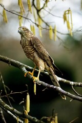 European Sparrowhawk, accipiter nisus, Adult on Hazelnut Tree's Branch, Normandy