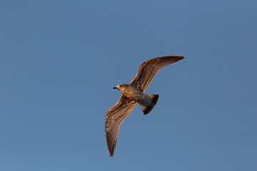 View of seagull in flight