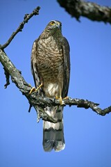 European Sparrowhawk, accipiter nisus, Adult standing on Branch, Normandy