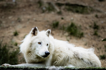 Obraz na płótnie Canvas Portrait d'un magnifique loup arctique ou loup blanc