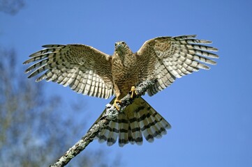 European Sparrowhawk, accipiter nisus, Adult taking Off, Normandy