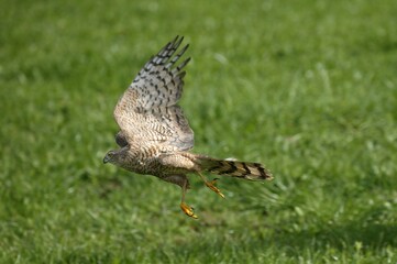 European Sparrowhawk, accipiter nisus, Adult in Flight, Normandy