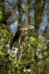 European Sparrowhawk, accipiter nisus, Adult standing on Branch, Normandy
