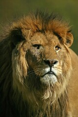 African Lion, panthera leo, Portrait of Male