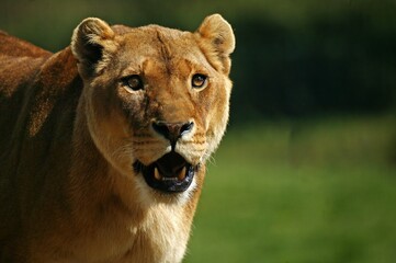 Fototapeta na wymiar African Lion, panthera leo, Portrait of Female